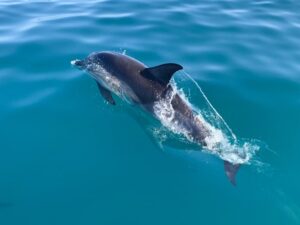 Морские прогулки на катере в Тенгинке